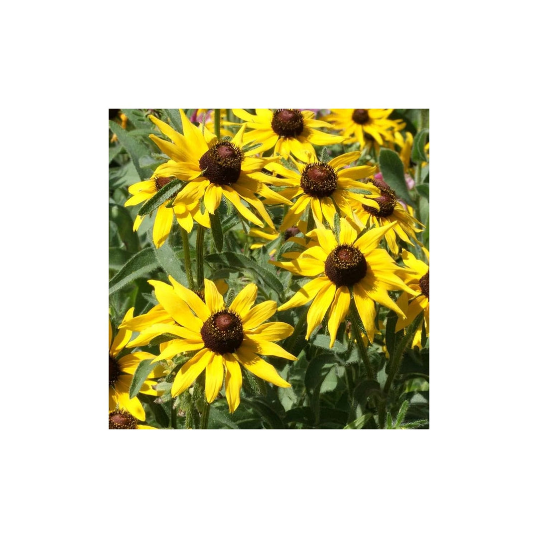 Black Eyed Susan Rudbeckia Hirta Flower Seeds for Home Garden Planting, Exotic Organic Blooming [neera-v5-49ca9cdca3c6928a0dda]
