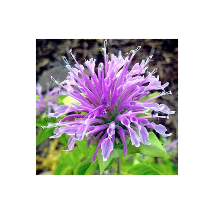 Bergamot Wild Horse Mint Monarda Fistulosa Flower Seeds for Home Garden Planting, Premium Organic [neera-v5-49d2041687d0175a30c1]