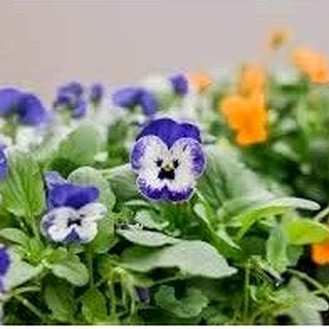 White Blue Mini Violet Flower Seeds [neera-v5-49daa1b719684247ca10]