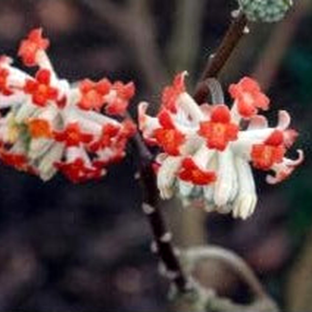 Red Edgeworthia Flower For Planting Flower Seeds for Home Garden Planting, Landscape Organic [neera-v5-49df3f1ce48e154b9c98]