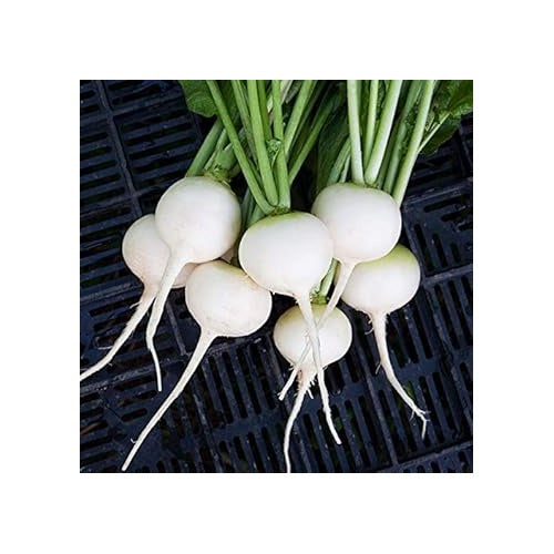 Radish Vegetable Seeds for Planting | Heirloom, Non-GMO, High Germination Organic Garden Seeds [neera-v5-49e1a58a10ff86a3ee67]