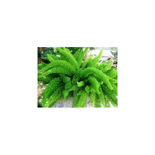 Asparagus Meyeri Foxtail Fern Seeds Heirloom Non GMO for Planting [neera-v5-49e206da2c71f27daa56]