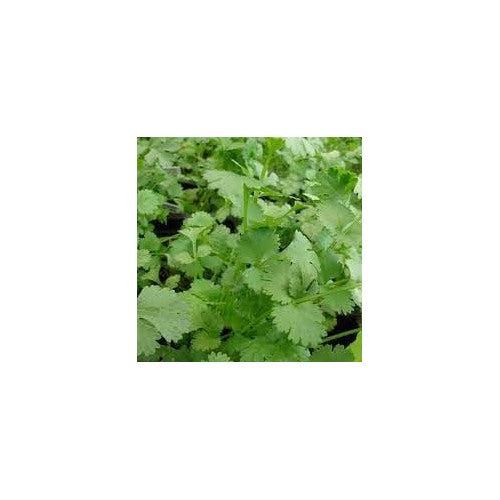 Organic Leisure Splits Cilantro Seeds for Planting [neera-v5-49e529c2af21bd8918b2]