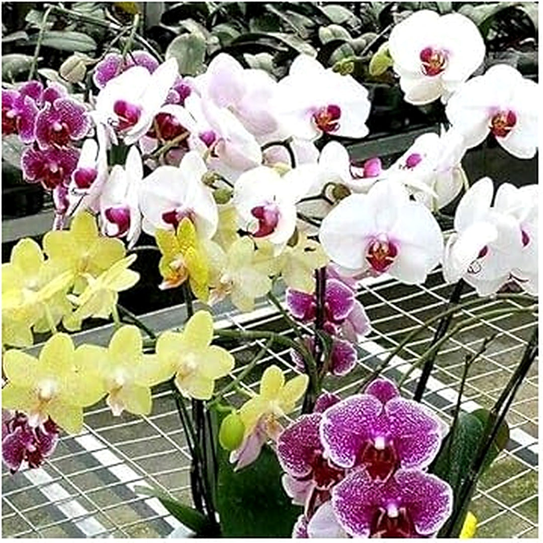 Heirloom Mixed Phalaenopsis Orchid Flower Seeds for Planting [neera-v5-49e843054807922357c5]