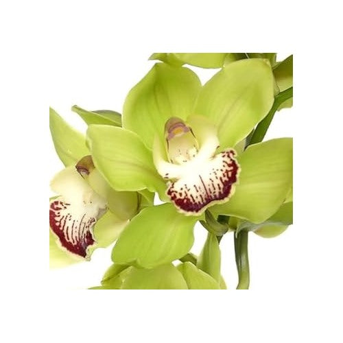 Light Green Orchid Flower Seeds [neera-v5-49fe78a8c8dc31883843]