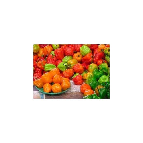 Heirloom Sweet Pepper Vegetable Seeds for Planting [neera-v5-4a022c4ff19fbb395b36]