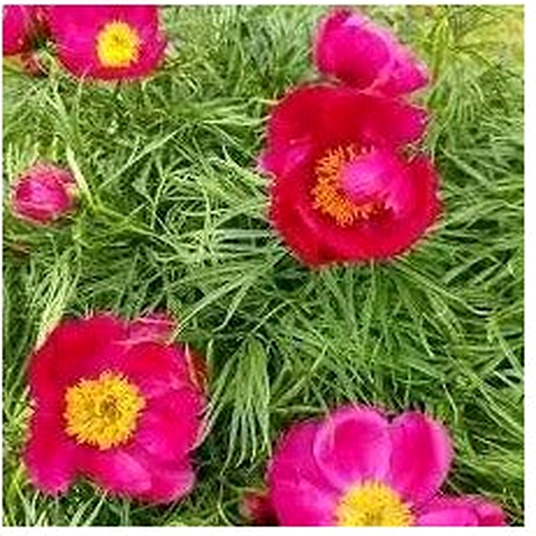 Fern Leaf Peony Flower For Planting Heirloom Non Gmo Flower Seeds for Home Garden Planting, Premium [neera-v5-4a0e65747480ddac7ace]
