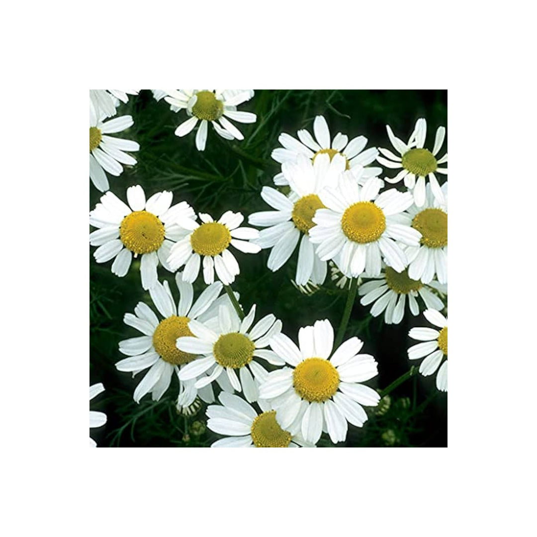 White German Fragrant Flower For Planting Flower Seeds for Home Garden Planting, Premium Organic [neera-v5-4a14efe8f39663e817ea]