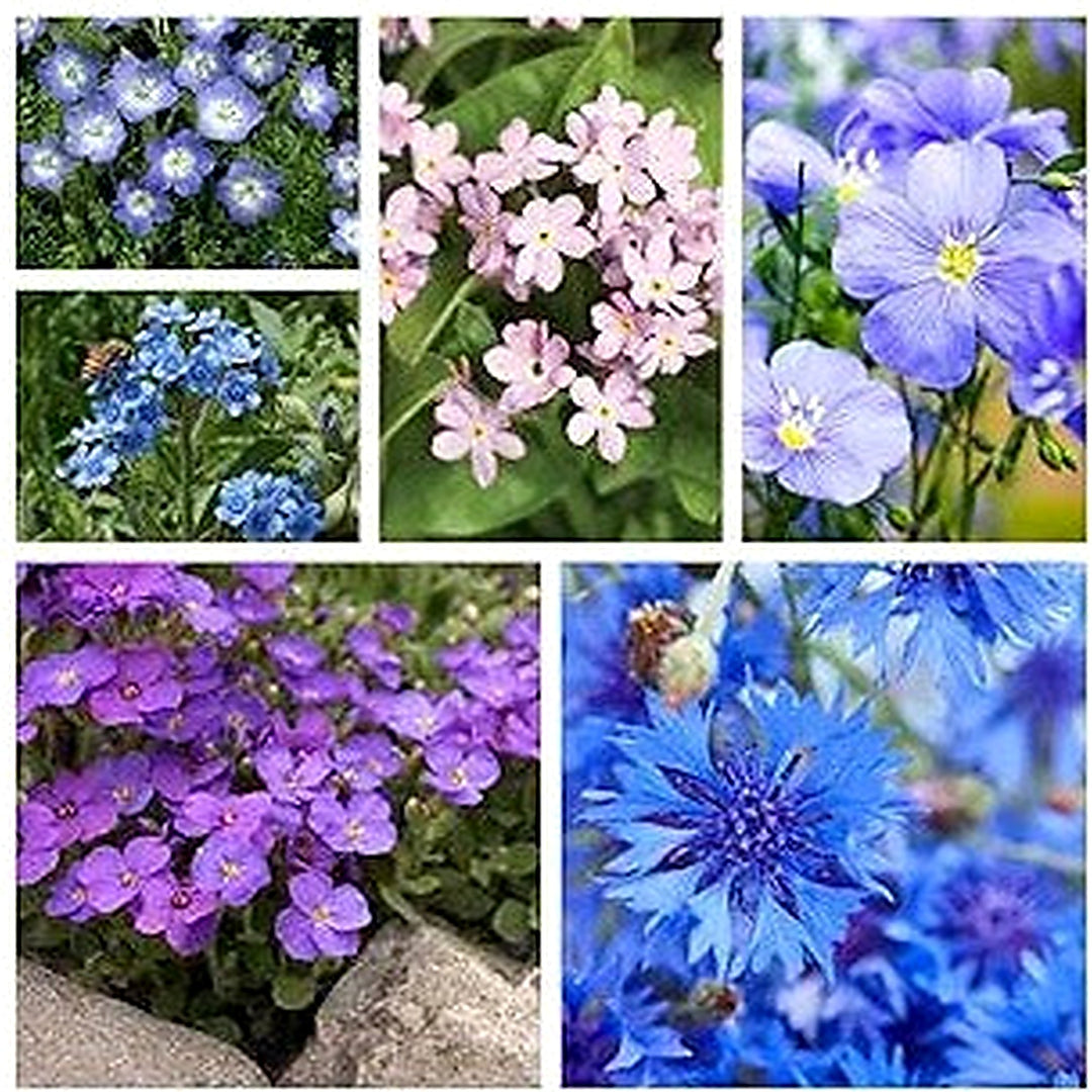 Blue Purple Flower Garden Annual Planting Flower Seeds Home Garden Planting, Landscape [neera-v5-4a19562a910cc120c275]