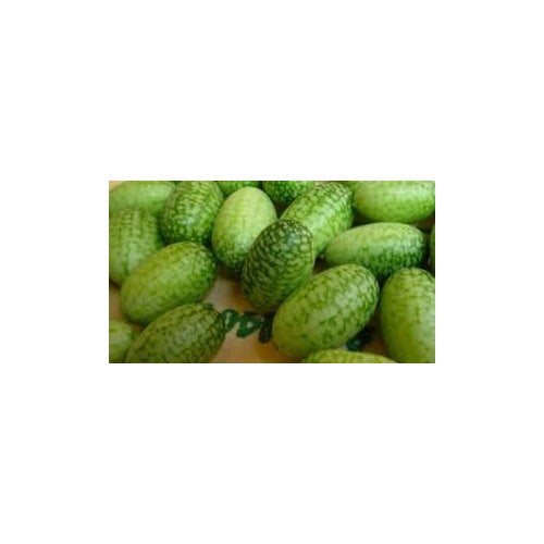 Mini Cucamelon Vegetable Seeds for Planting [neera-v5-4a2118f9480ba49ed679]