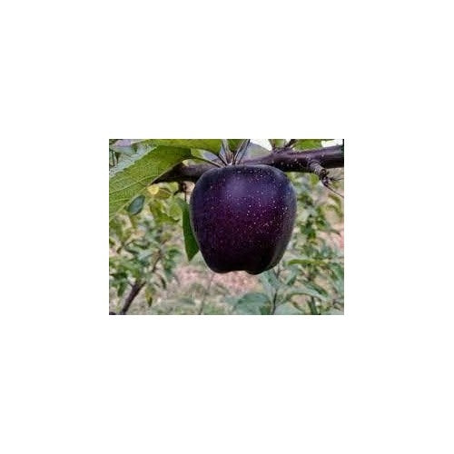 Black Apple Fruit Seeds for Planting [neera-v5-4a26e3128fd9ababa689]