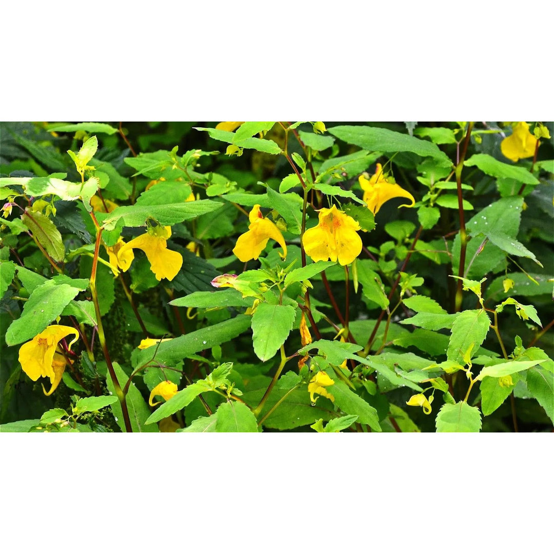 Jewelweed Flower Heirloom Non Gmo Wildflower For Planting Pollinator Gardens Flower Seeds for Home [neera-v5-4a30af5f08da4bf1f2ad]