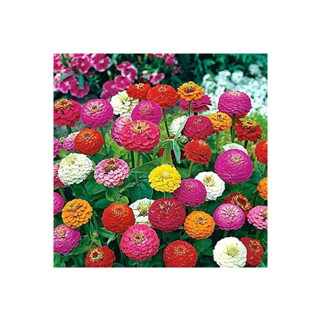 Zinnia Zinnia Elegans Flower For Planting In Home Garden Beds Colorful Backyard Gardening Areas [neera-v5-4a30c044b7e63140ad32]