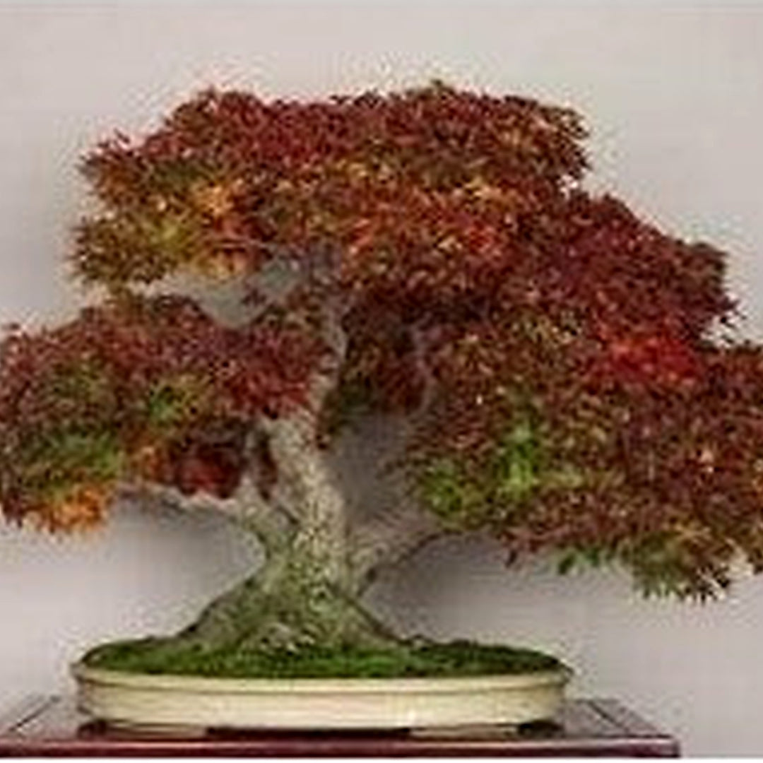 Heirloom Non-GMO Chocolate Azalea Flower Seeds for Planting [neera-v5-4a35bc34dbdc4ccedd39]