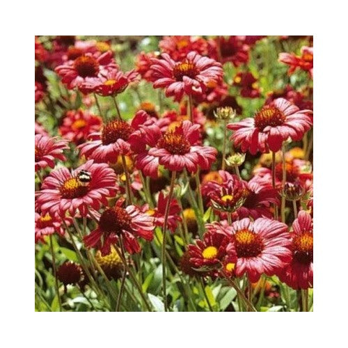 Red Blanket Flower Burgundy Flowers Perennial Gaillardia Native Nongmo Heirloom Non Gmo Flower [neera-v5-4a36c26160db7f7b2fad]