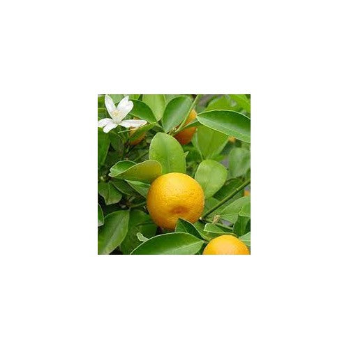 Calamondin Miniature Orange Plant Seeds for Planting [neera-v5-4a3d55ccfa45b3119494]
