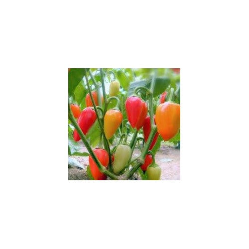 Santa Fe Grande Pepper Seeds for Planting [neera-v5-4a4595cf9ddd4eda50d0]