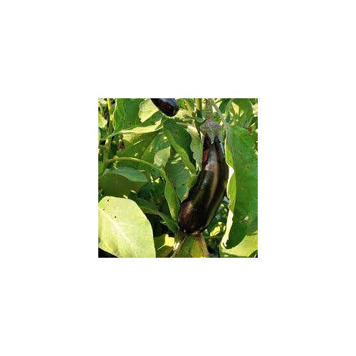 Eggplant Aubergine De Barbentane Seeds for Planting [neera-v5-4a52ad4b3e17cb8039d0]