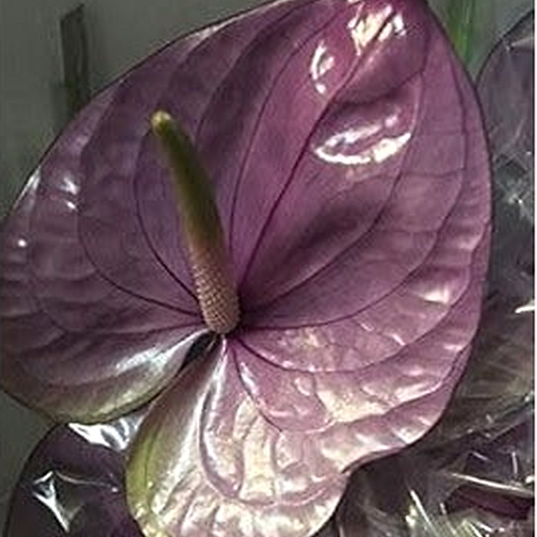 Sky Blue Purple Anthurium Linden Flower Seeds for Planting [neera-v5-4a54b34f4fb60cfc2d4a]