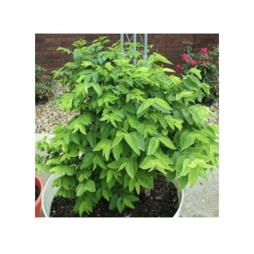 Hat Rau Bo Ngot Katuk Sweet Leaf Sauropus Androgynus Star Gooseberry Heirloom Non Gmo Flower Seeds [neera-v5-4a65c5496b7a93dfd4eb]