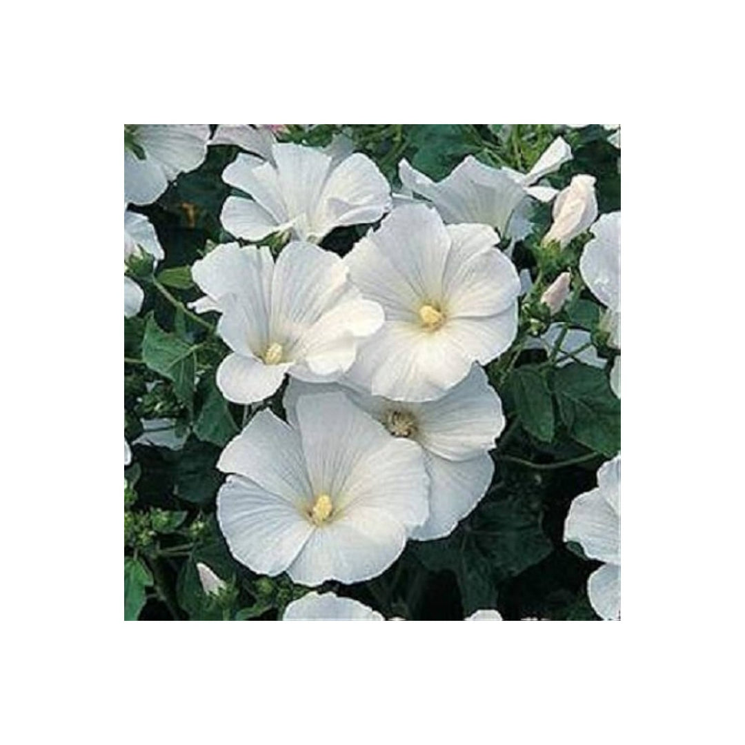 White Rose Mallow Lavatera Thuringiaca Flower For Planting Ideal For Cottage Gardens Seasonal [neera-v5-4a73766d5ee8107e4aba]