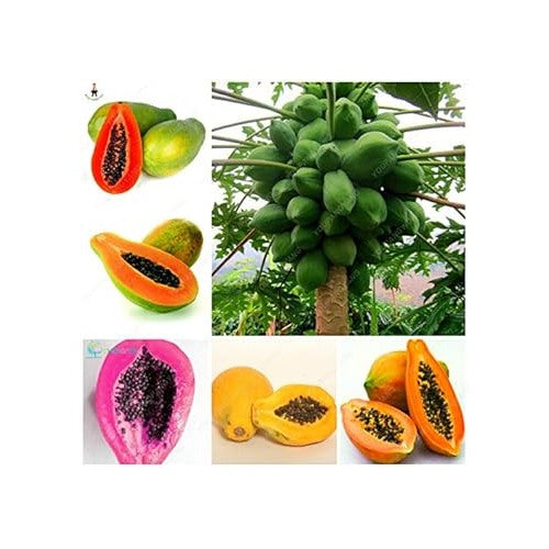 Mixed Papaya Fruit Seeds for Planting [neera-v5-4a776bbc203e9b98d035]