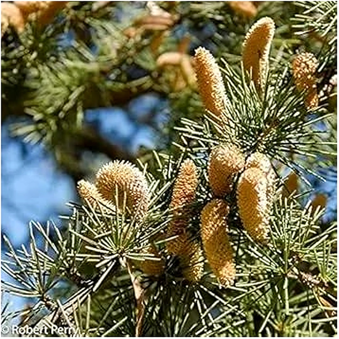 Cedrus Deodara Tree For Planting Non Gmo Flower Seeds for Home Garden Planting, Landscape Organic [neera-v5-4a91888abc2d154cea41]