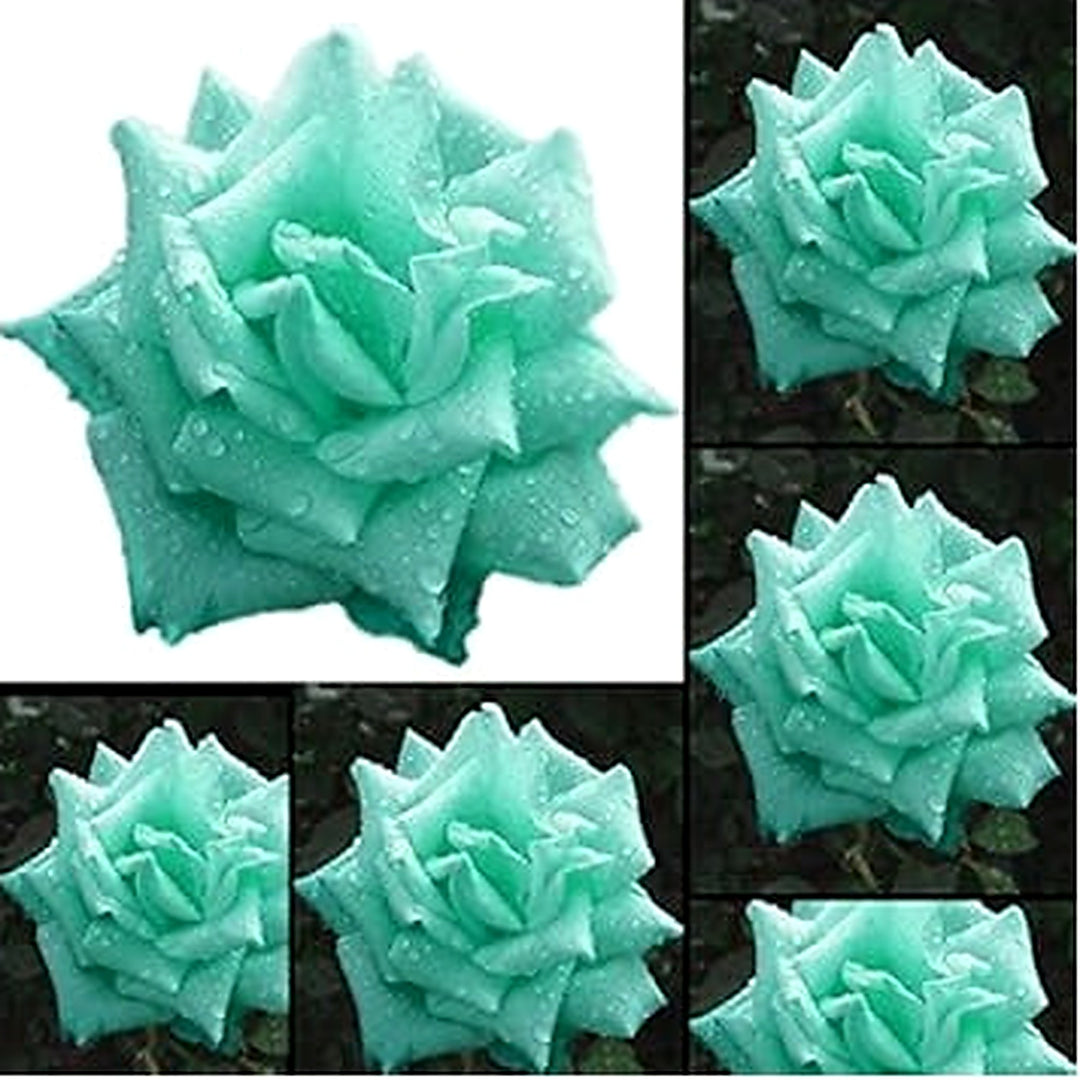Sea Green Rose Plant Seeds for Garden [neera-v5-4a9c3de8941fd26bd9db]