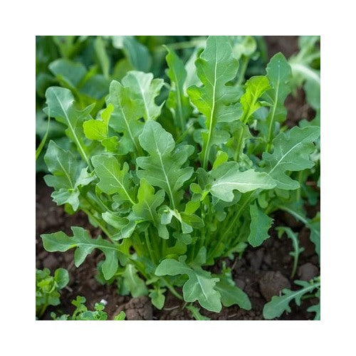 Arugula Planting Roquette Heirloom Non Gmo Fast Growing Flower Seeds Home Garden Planting, [neera-v5-4a9ec6e472e47d9206ca]