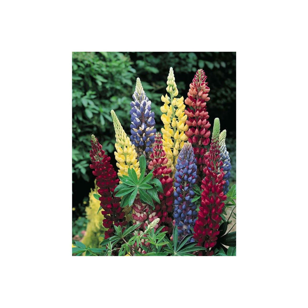 Washington Lupine Lupinus Polyphyllus Flower For Planting In Home Garden Pollinator Friendly [neera-v5-4aa3b78eeec5f2ac016f]