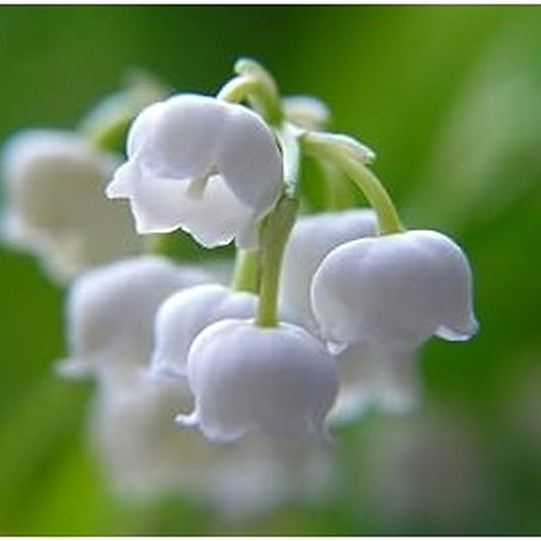 Bell Orchid Flower Seeds for Garden [neera-v5-4aa4e1d7fe28d18aa1d6]
