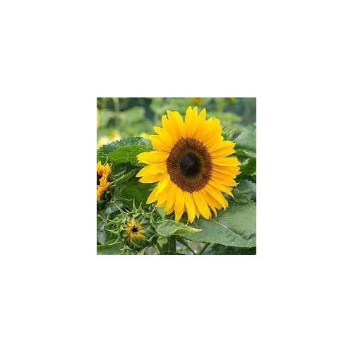 Sunflower Seeds Heirloom Non GMO Planting [neera-v5-4aaa073b307af0b53996]