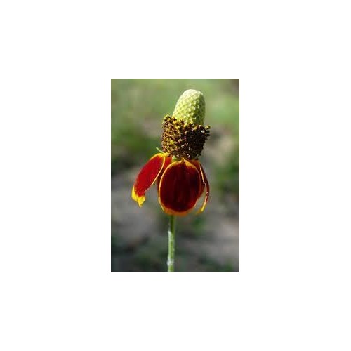 Heirloom Prairie Flower Seeds, Non-GMO Wildflower Mix for Naturalized Garden Planting [neera-v5-4aaecaff4a470d7d0d63]