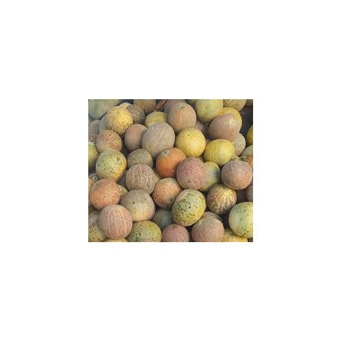 Honey Dew Melon Fruit Seeds for Planting [neera-v5-4ad9e3bcae60d7f09de9]