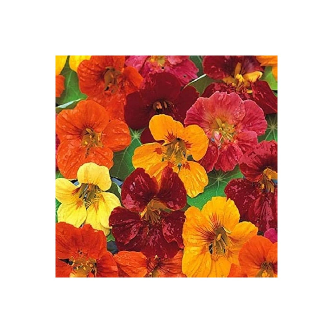 Nasturtium Tropaeolum Majus Flower For Planting In Kitchen Garden Vertical Planters Flower [neera-v5-4adfa657068fe80c6628]