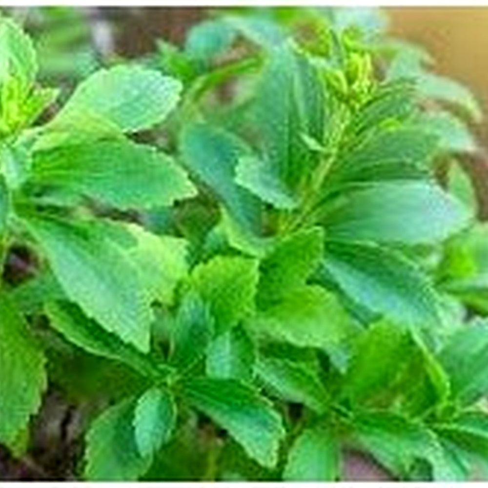 Stevia Sugar Plant Seeds for Planting [neera-v5-4ae0eb0646b1887a2ed2]