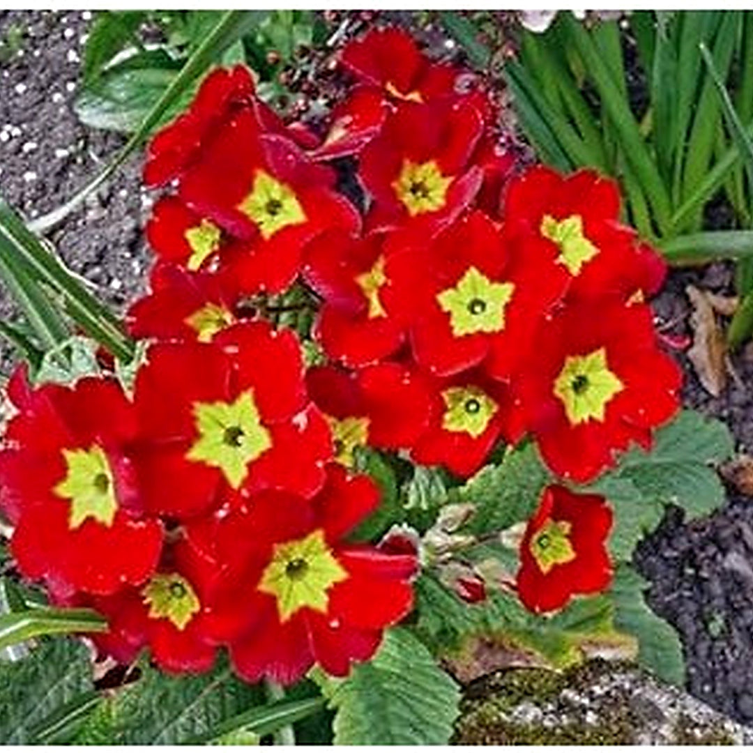 Primula Malacoides Red Flower Seeds [neera-v5-4af055cc4c78af44deaf]