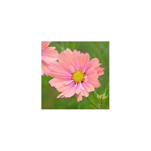 Cosmos Apricotta Flower Seeds for Planting [neera-v5-4af540902be548659933]