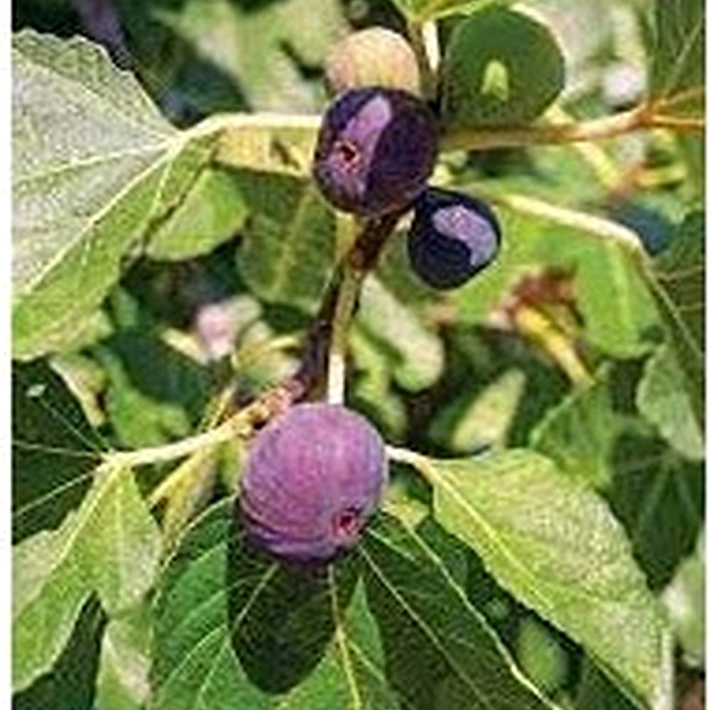 Mangosteen Fruit Seeds for Planting | Heirloom Non-GMO Organic Seeds for Sweet, Tropical Garden Fruits [neera-v5-4af85dc158510d5c169c]