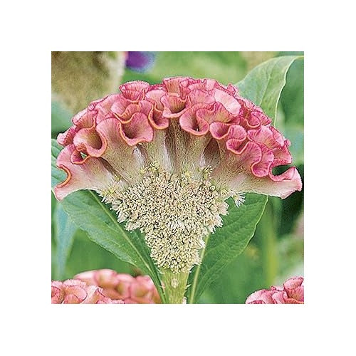 Cristata Flower Seeds [neera-v5-4b08bbc985b24cb0acf1]