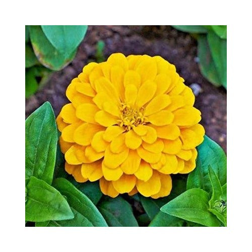 Yellow Canary Bird Zinnia Planting Giant Flowers Heirloom Non Gmo Easy To Grow Annual Blooms [neera-v5-4b32e1d65d5550b62602]