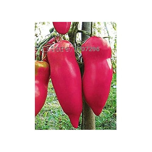 Pink Tomato Seeds for Planting [neera-v5-4b33da1cc3862e45e658]