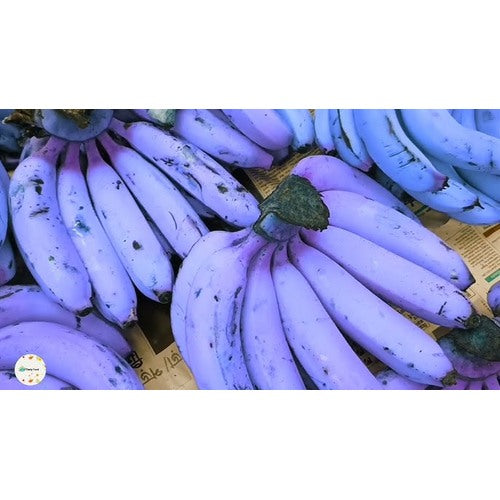 Banana Fruit Seeds for Planting [neera-v5-4b353fd2a67a9bccabc8]