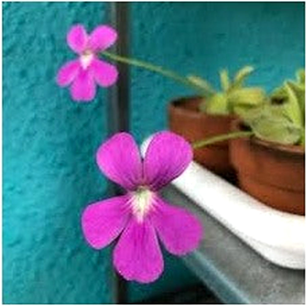 Butterwort Flower Seeds for Planting [neera-v5-4b361726a04c3b429eeb]
