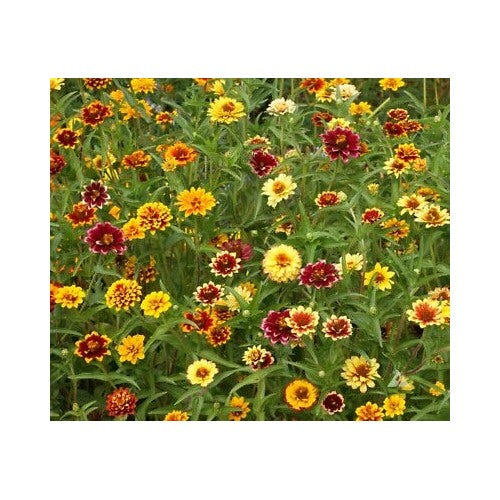 Persian Carpet Mexican Zinnia Mix Planting Bi Colored Blooms Stunning Free Ship Heirloom Non [neera-v5-4b3f25be9909439b22b0]