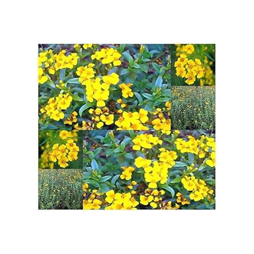Organic Heirloom Tagetes Lucida Flower Seeds [neera-v5-4b4e3b88dc72aa0a21a3]