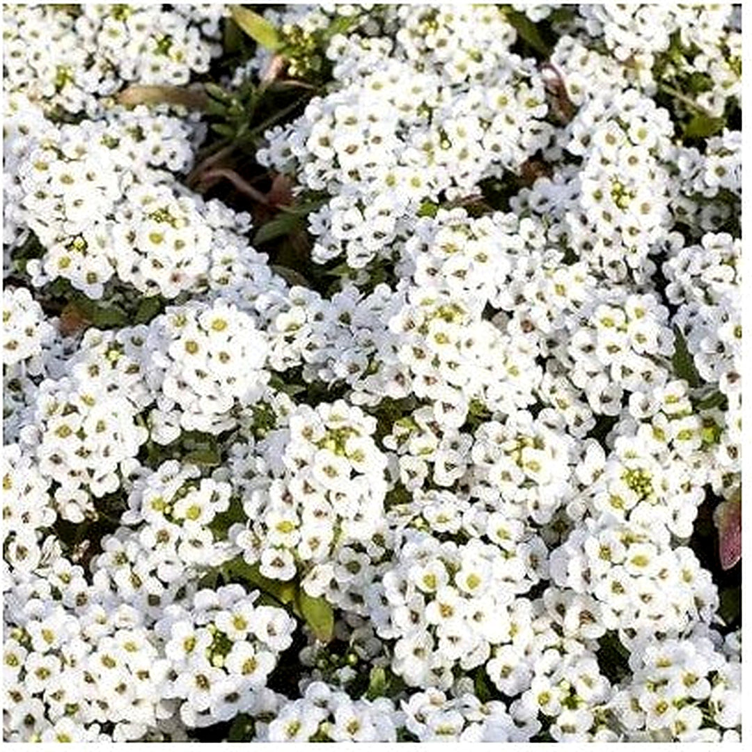 White Tiny Tim Alyssum Planting Heirloom Alyssum Non Gmo Flower Seeds Home Garden Planting, [neera-v5-4b572c5ff17fbc8a32d7]
