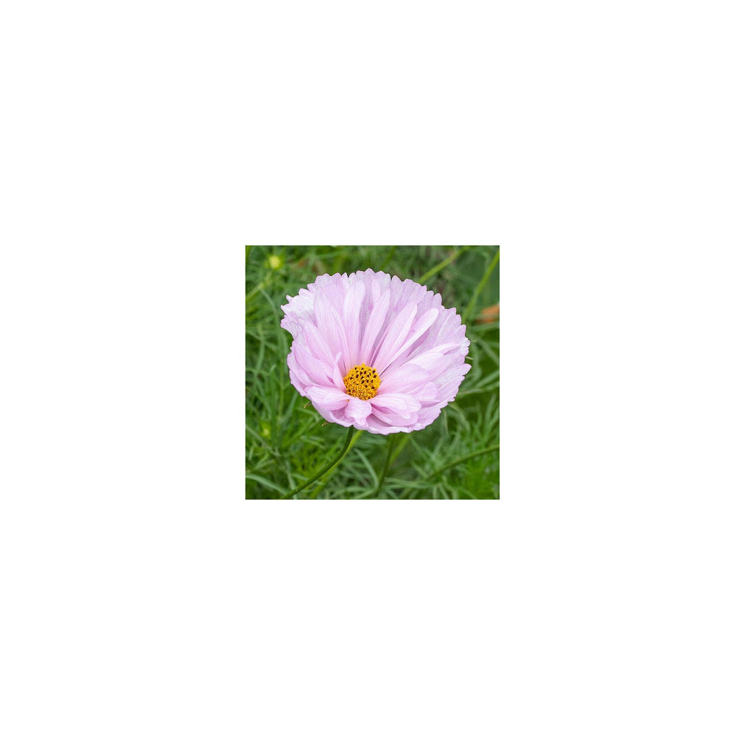 Cosmos Cupcakes Blush Flower For Planting Vibrant Blooms Heirloom Garden Flower Seeds for Home [neera-v5-4b60e09e212ca5b05cee]