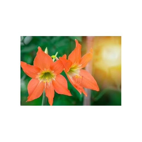 Organic Heirloom Non-GMO Orange Hippeastrum Rutilum Flower Seeds for Planting [neera-v5-4b626e5c4a496e186287]