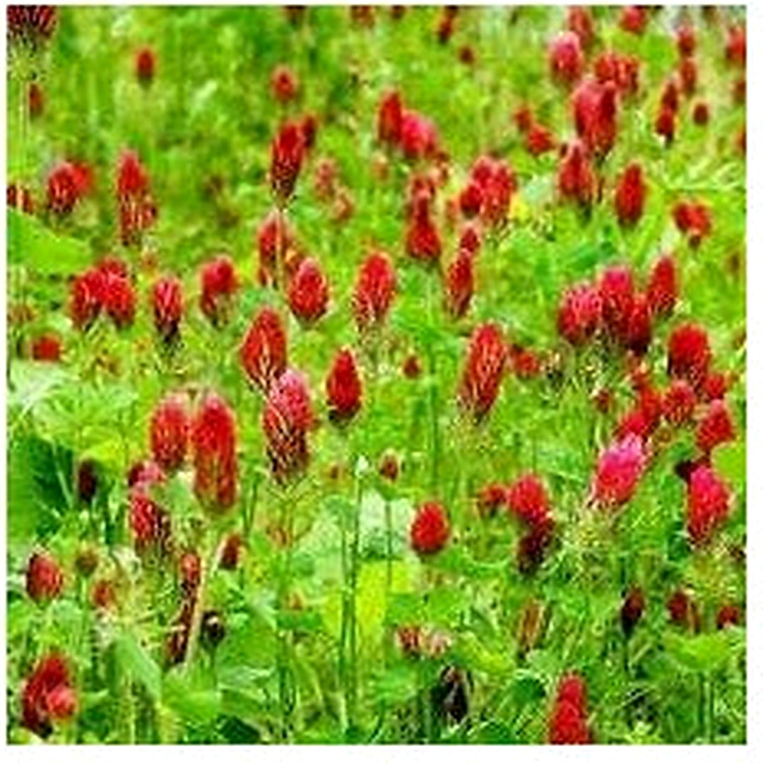 Heirloom Crimson Clover Plant Seeds for Garden Planting, Non-GMO, Vibrant Cover Crop Blooms [neera-v5-4b643397b7b753c82e33]